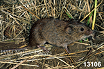 Microtus pennsylvanicus, Meadow Vole